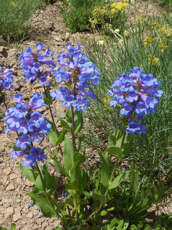 Penstemon