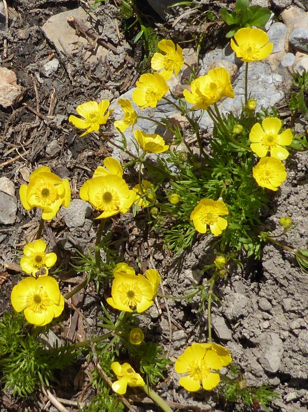 Ranunculus
