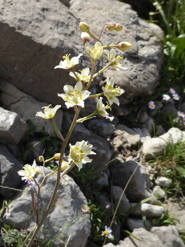 Zygadenus