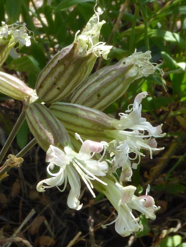 Catchfly