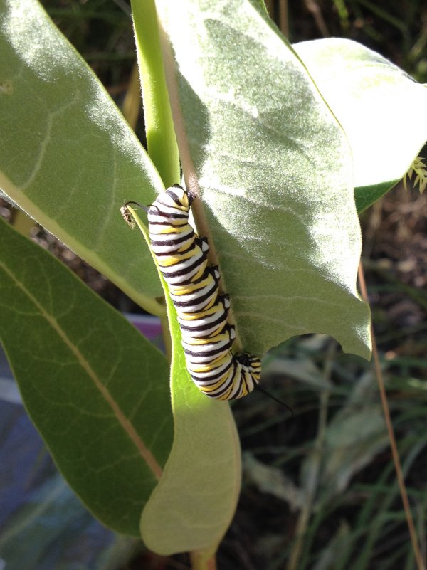 Monarch