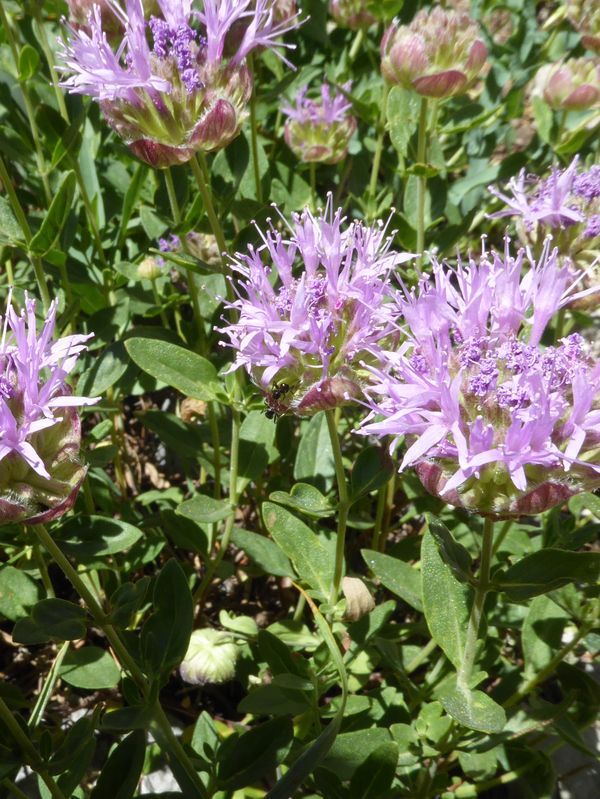 Mint