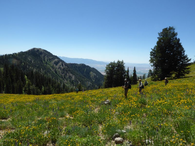 Hikers