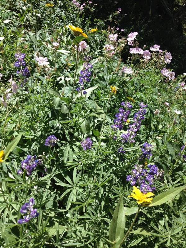 Wildflowers