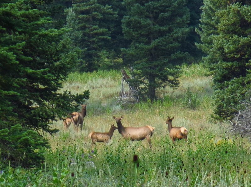 Elk