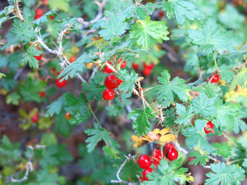 Currant