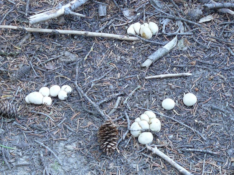 Mushrooms