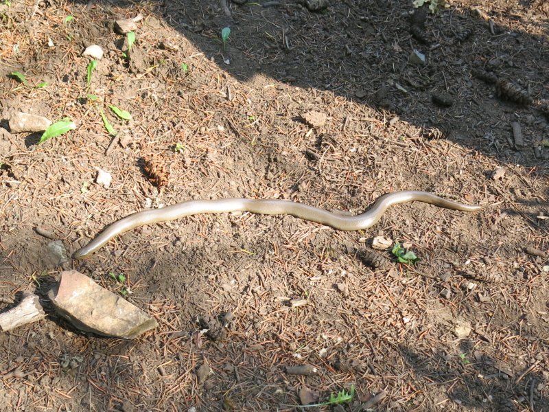 Rubber Boa