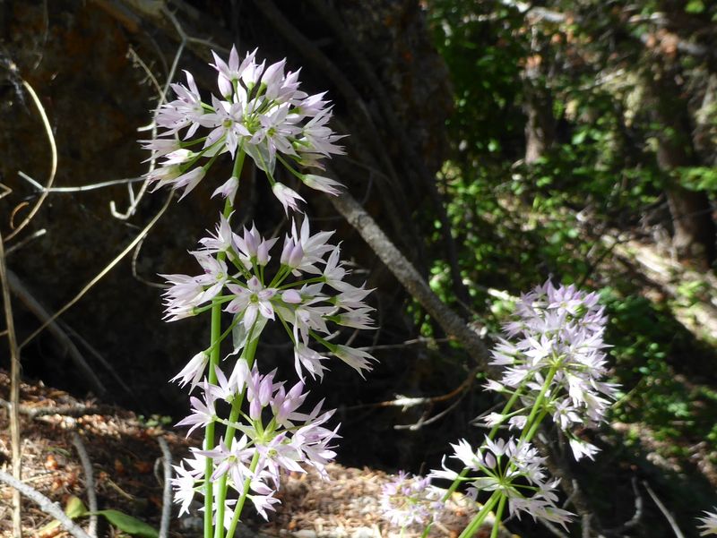 Allium