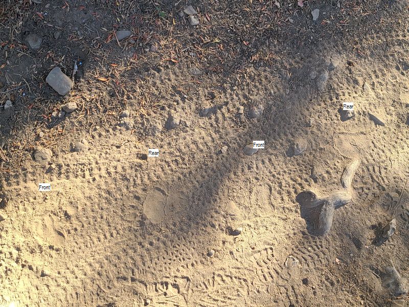 Bear Tracks on the
                      trail