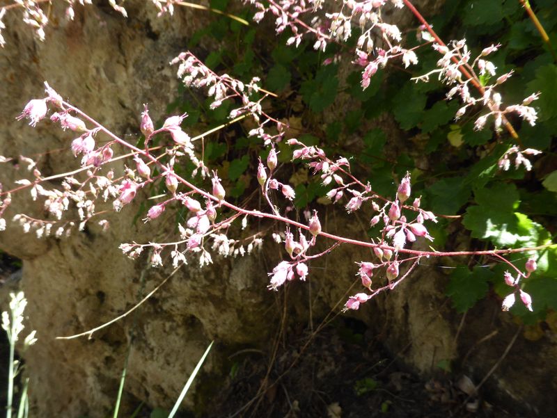 Heuchera