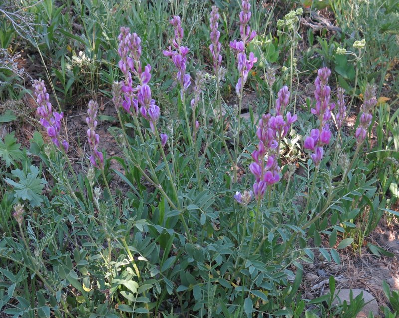 Northern Sweetvetch