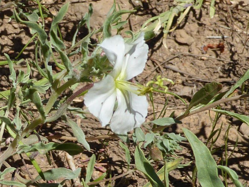 Oenothera