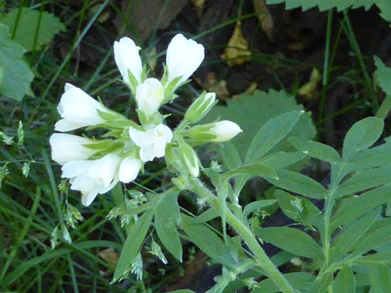 Polemonium