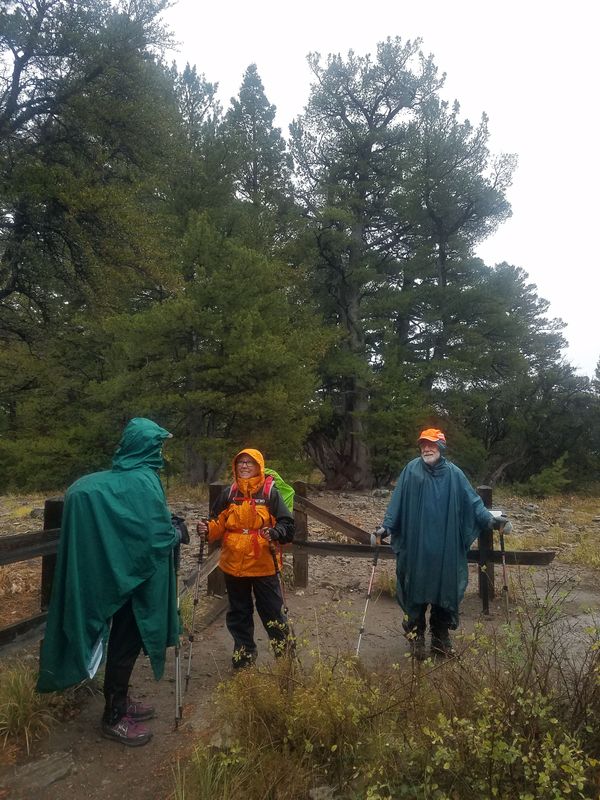 Limber Pine