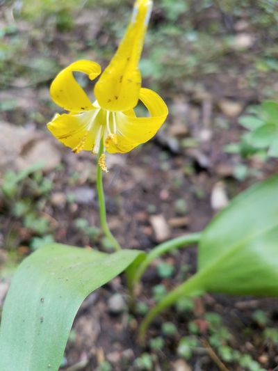 GlacierLily