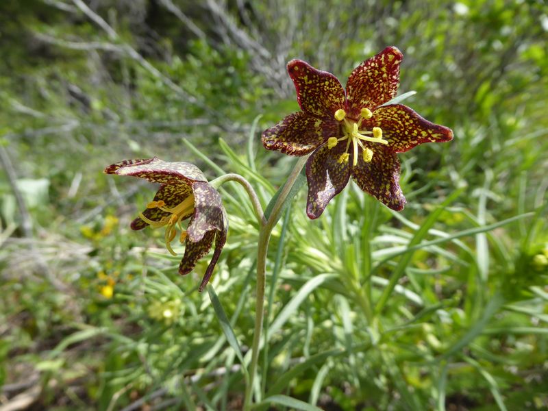 LeopardLily