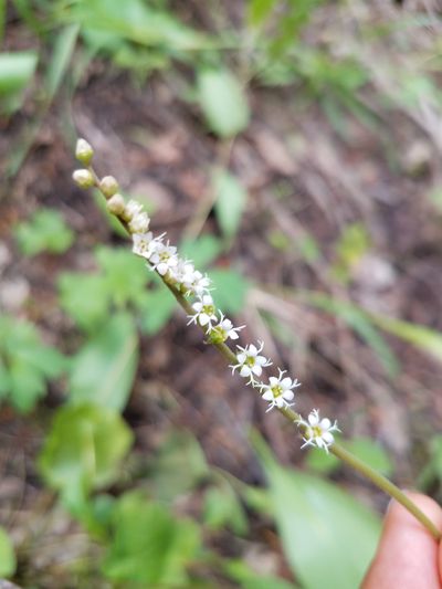 Miterwort