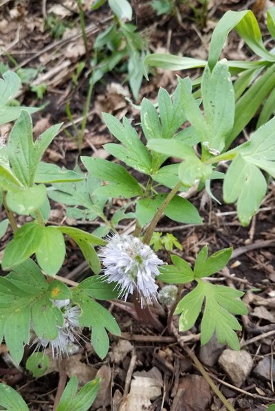 Waterleaf