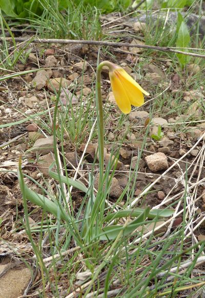 Yellow Fritillary