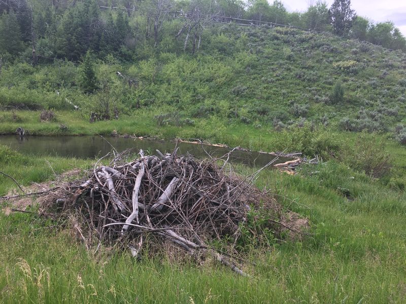 Beaver