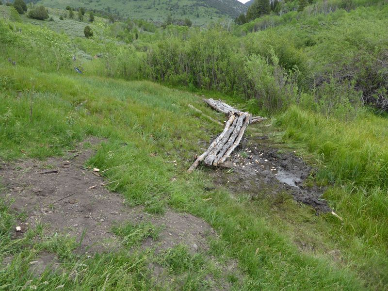 Bog