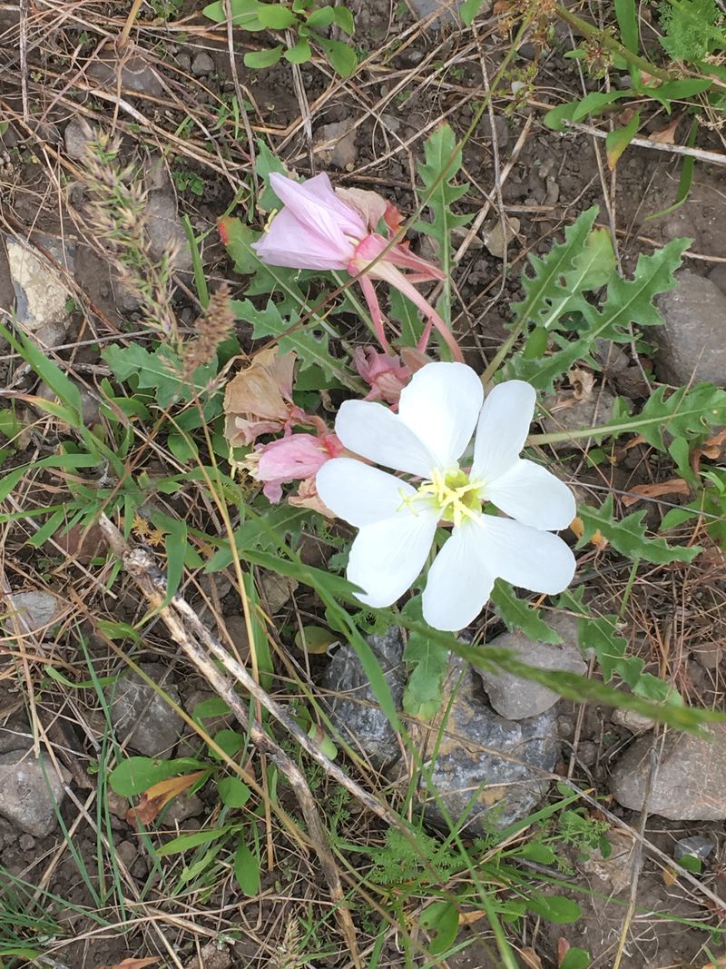 EveningPrimrose