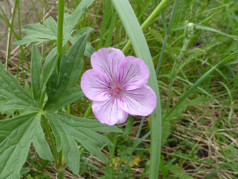 Geranium