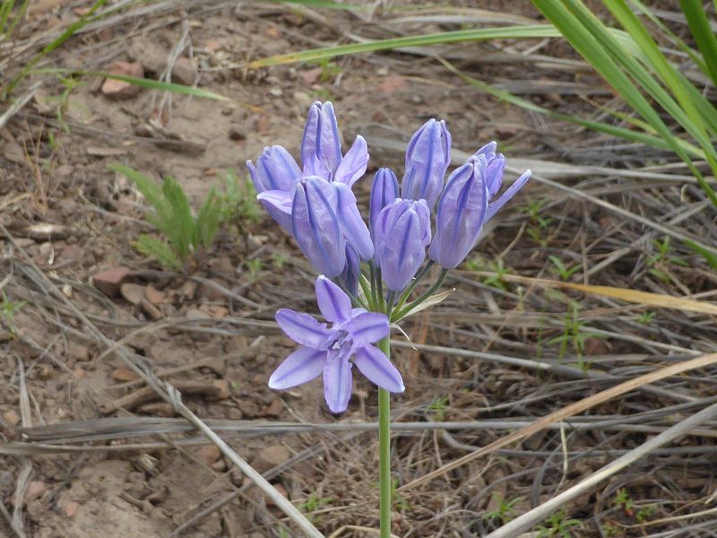 Hyacinth