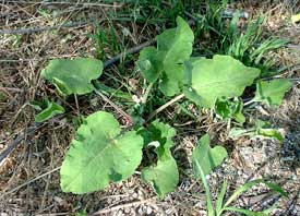 Burdock