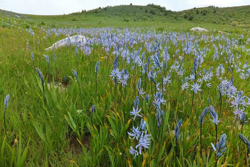 Camas