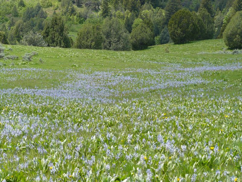 Camas