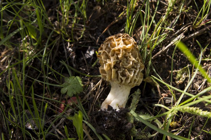 Morel