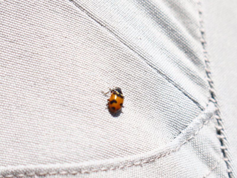 Beetles