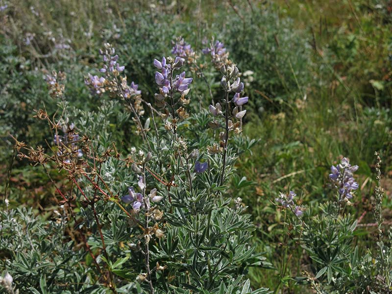 Lupine