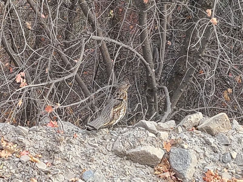 Grouse