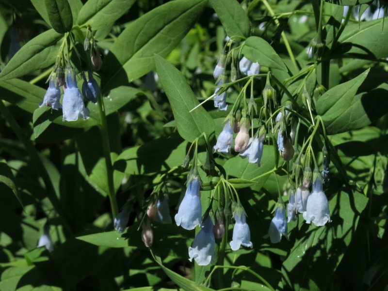 Bluebells