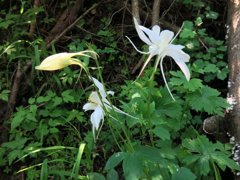 Columbine