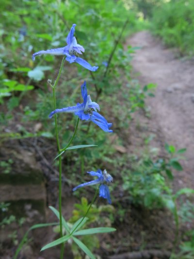 Larkspur