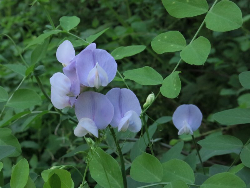 Sweetpea