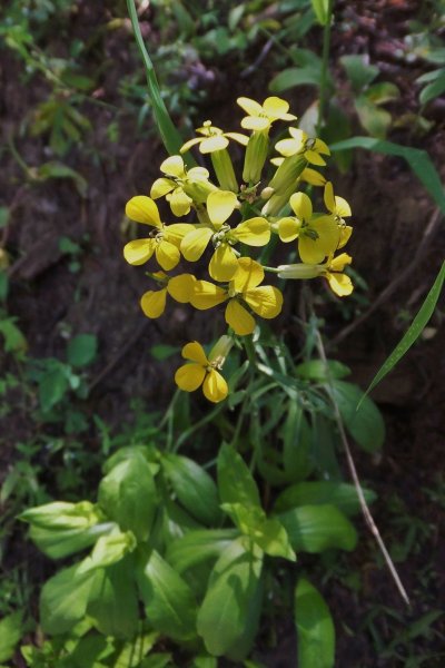 Wallflower