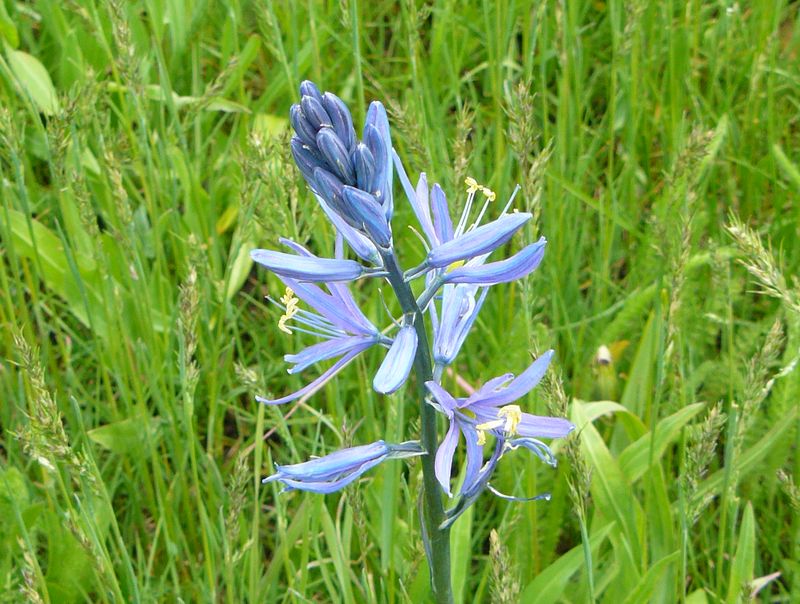 Camas