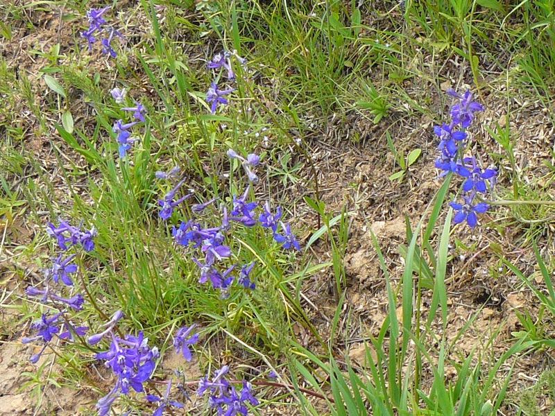Larkspur
