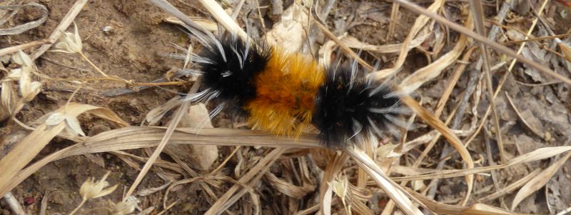 Caterpillar