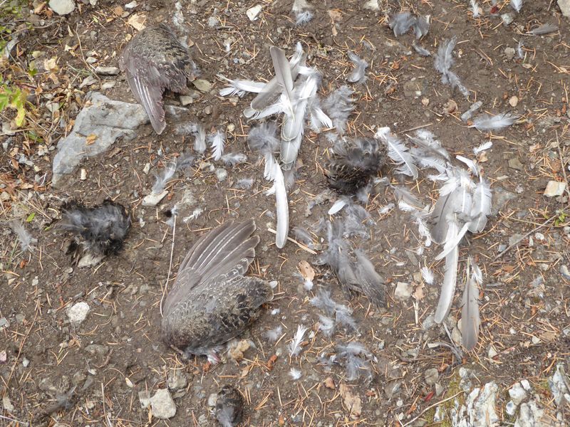 Grouse