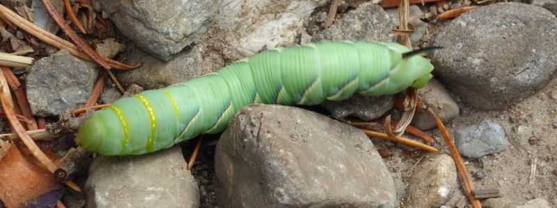 Hornworm