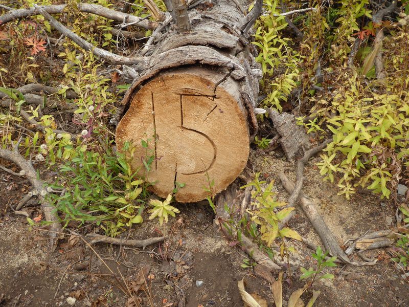 Log