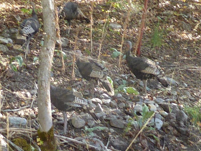 Turkeys