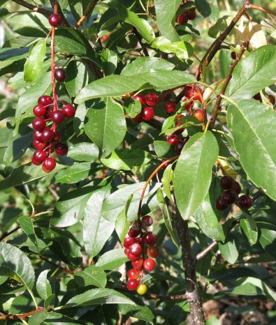 Chokecherry