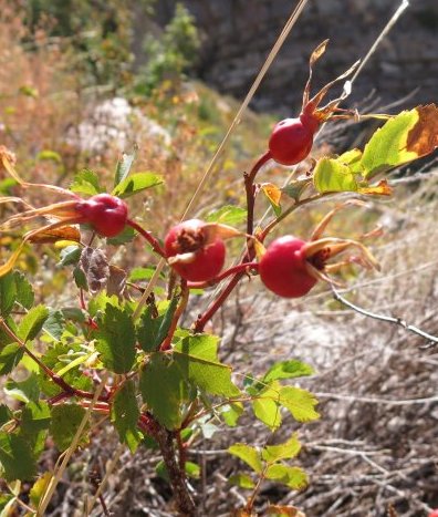Rose hips